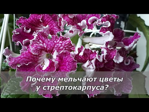 Видео: Мелкие цветы  у стрептокарпуса. Что делать?