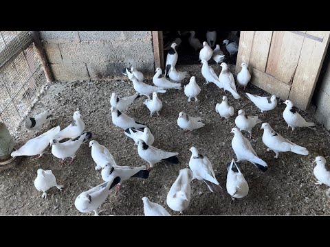 Видео: И снова в гостях у Абишки! #бакинскиеголуби #göyərçin #pigeons #tauben #голуби