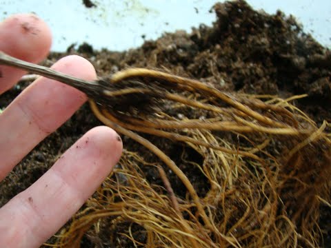 Видео: Клематисы ОКС: полная инструкция