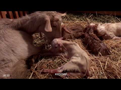 Видео: Окот козы. ЧЕТВЕРНЯ! Весна 2019. Goat give birth FOUR babies!