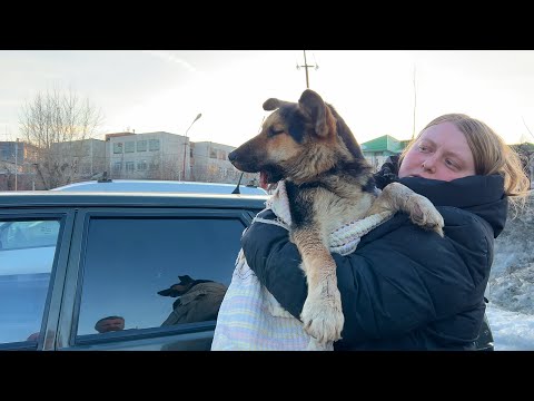 Видео: Как живут собаки БЕЗ нижней ЧЕЛЮСТИ? У нас в приюте их Две!