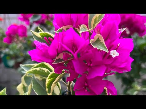 Видео: Болмо гулдору. Бугенвиллия гулдорун топурактарын которуу, жумуш арасында топурактар боюнча сөз 🪴