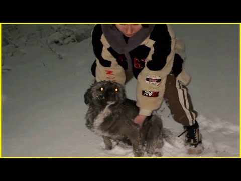 Видео: Не бей меня больше! Собака со слезами на глазах умоляет о помощи во время метели на шоссе