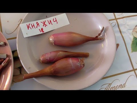 Видео: Лук шалот из семян чернушки, подвожу итоги урожайности и отправляю на хранение.