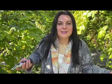 Видео: Разочарование 2021. От этих 5 сортов винограда я избавляюсь.