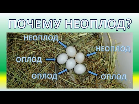 Видео: Причины неоплода и пути решения проблемы