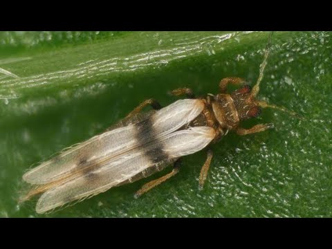 Видео: Как вытравить ТРИПСА и ПАУТИННОГО КЛЕЩА .