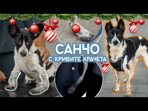 Видео: Добрини по Коледа - кутрето Санчо с кривите крачета #dogrescue