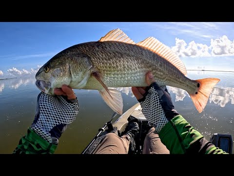 Видео: Ограничения по вылову осеннего окуня! Пэкери-Флэтс, Корпус-Кристи, Техас