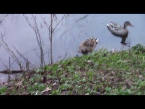 Видео: Парк-отель "Воздвиженское". Ч. 2. Территория, полдник, ужин