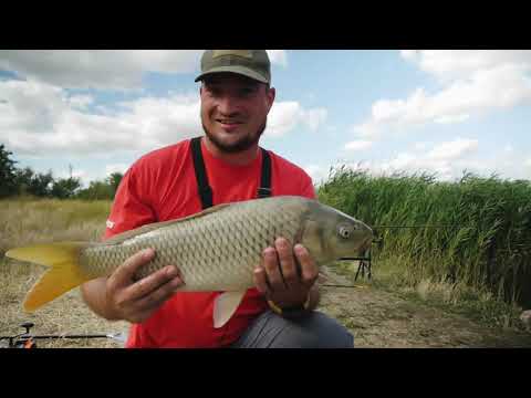 Видео: ЛОВЛЯ КОРОПА НА ФЛЕТ ФІДЕР - КАРПФІШИНГ НА ДИКАРЯХ!  #рыбалка #fishing #фидер #карп #fyp