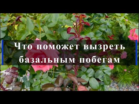 Видео: Что поможет вызреть базальным побегам. Питомник растений Е. Иващенко
