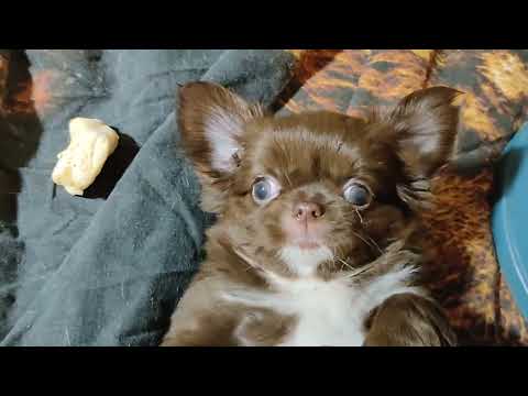 Видео: Анфиса открыта для резерва #Скидки до 09/11/25 #купитьчихуахуапродаю +79215950848