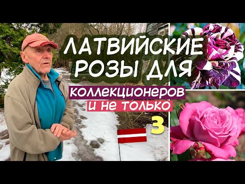Видео: ЯНИС УЗУЛНИЕКС РОЗЫ 3. КОЛЛЕКЦИЯ.