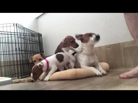 Видео: Щенки 🐶, три месяца....