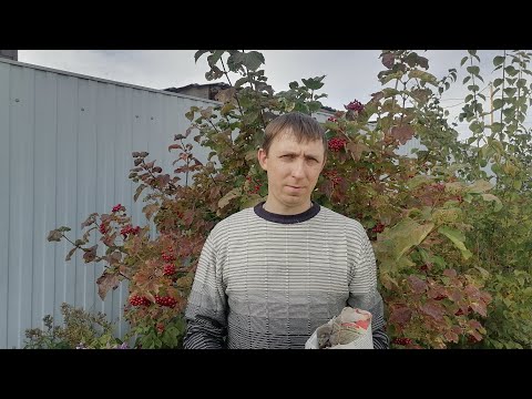 Видео: Получили луковицы тюльпанов после выгонки🌸