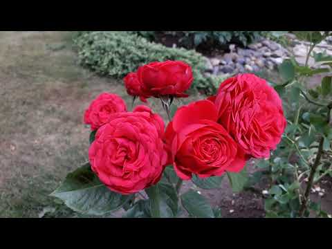 Видео: ✿➽ Цветут розы 2023  часть 1