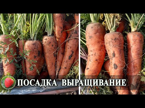 Видео: Правила посадки и выращивания моркови Посев семян