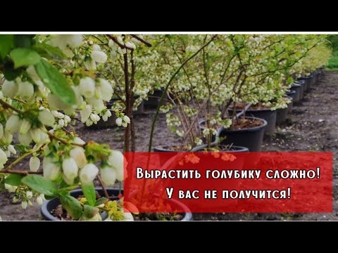 Видео: ❌Вырастить голубику невозможно😭❌