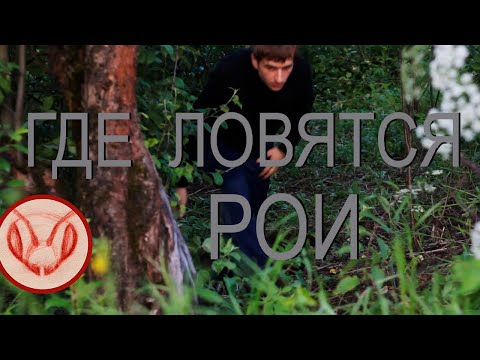 Видео: Где ловятся рои в Подмосковье. Примеры поимки бродячих роёв #ловимрои