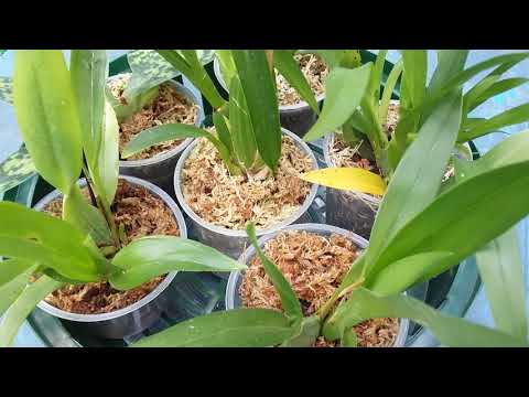 Видео: Как оставить орхидеи на время отпуска.