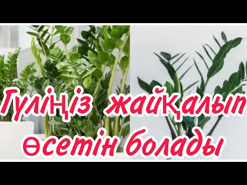 Видео: Осы төрт заттан жасалған тыңайтқыш,гүлдеріңізді жайқалтады.#үйгүлдері #гүл