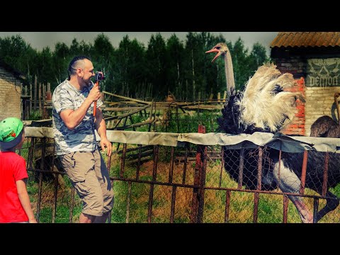 Видео: НАПАЛ СЛУЦКИЙ СТРАУС деревня Лесище • Барановичи