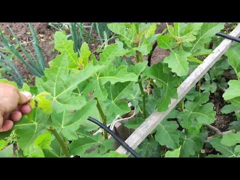 Видео: Прищіпка пагонів на інжирі