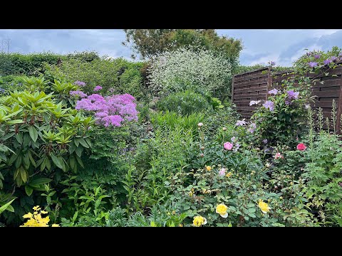 Видео: Белым облаком: у меня зацвёл катран