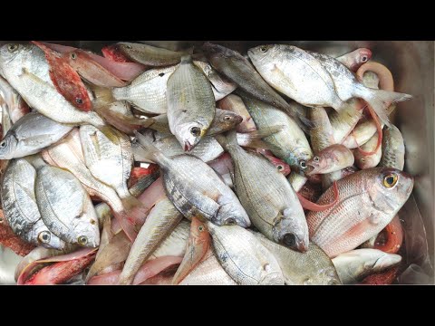 Видео: Буйабес. Уха с Портов Марселя