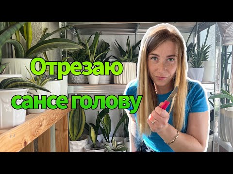 Видео: Сансевиерия дала детку из центра - что делать. #сансы #sansevieria #сансевиерия