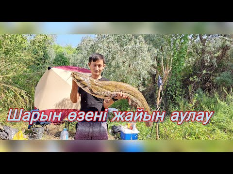 Видео: Шарын өзені жайын балығын аулау