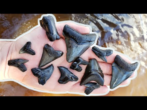 Видео: Поиск ископаемых акульих зубов | Дайвинг в Пис-Ривер, Флорида, в поисках окаменелостей | Дайвинг ...
