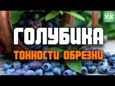 Видео: ГОЛУБИКА, ТОНКОСТИ ОБРЕЗКИ