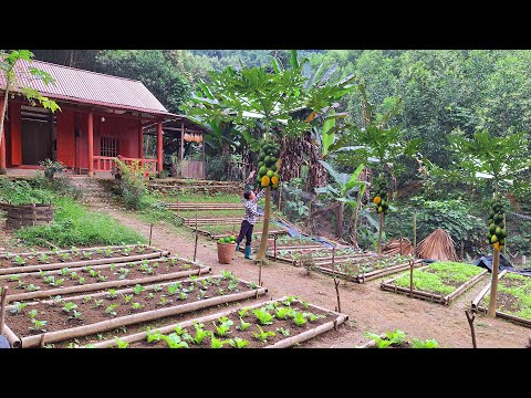 Видео: постройте ферму, выращивайте овощи, собирайте папайю для продажи на рынке.