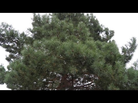 Видео: Пиролиз сосновой хвои (эксперимент №7)