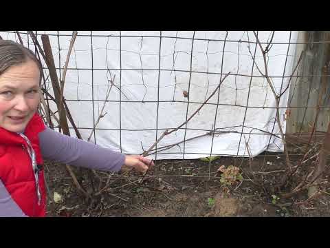 Видео: Осенняя обрезка запущенного куста винограда