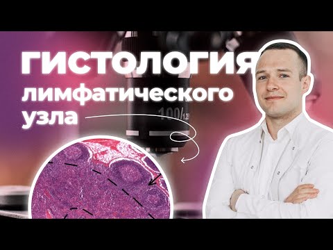 Видео: Гистологическое строение лимфатического узла | Гистология