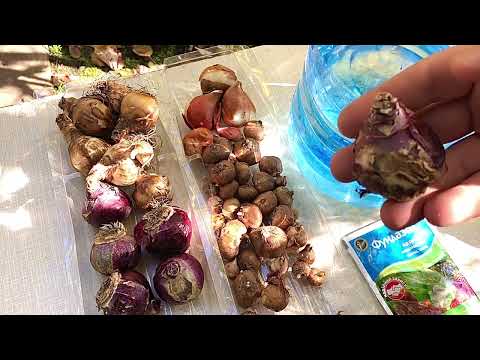 Видео: Висадка цибулин квітів. Тюльпани. Крокуси. Нарциси. Гіацинти. Висаджуємо цибулини квітів під осінь.