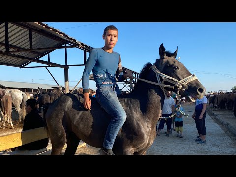 Видео: Туркестан Мал Базар. Жылқы Айғыр Бие Тай Байтал 07.07.2024