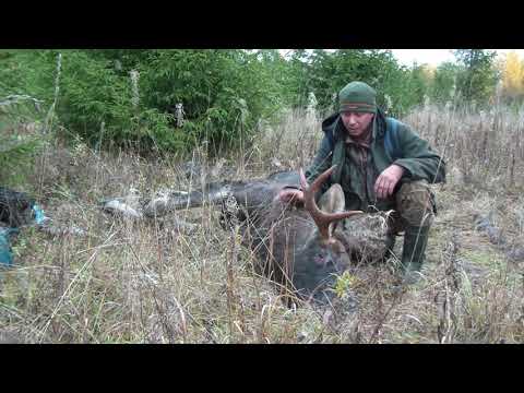 Видео: Лось на реву.Видео