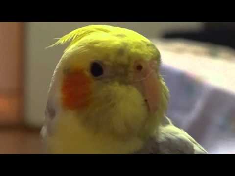 Видео: Фомка говорит - птичка хорошая, я тебя люблю:)