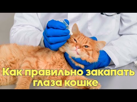Видео: КАК ПРАВИЛЬНО ЗАКАПАТЬ КОШКЕ ГЛАЗА. Советы Ветеринарного Врача.