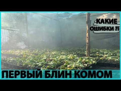 Видео: Рассада, Фогеры, Туман. Какие ошибки при выращивании ?!