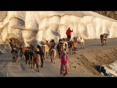 Видео: Миграция братьев Яйладжи с коровами | Документальный фильм ▫️4K▫️