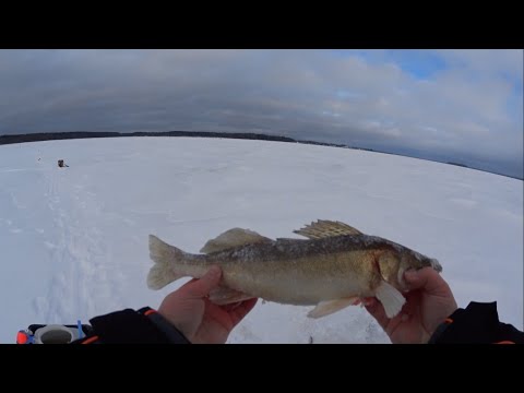 Видео: Ловля судака на жерлицы зимой | Рыбалка на озере Вселуг