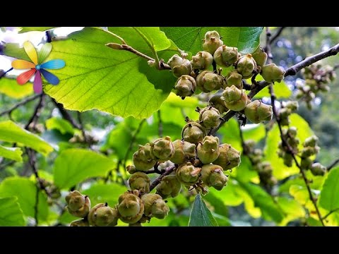 Видео: Рецепт разглаживающей маски для лица «Ведьмин орех»! – Все буде добре. Выпуск 833 от 27.06.16