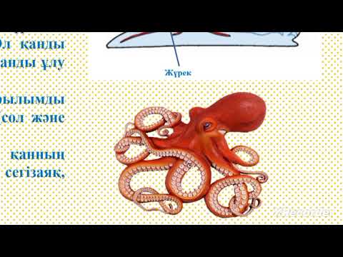 Видео: 7 сынып Жануарлардағы қанайналым мүшелері: буылтық құрттар, ұлулар, буынаяқтылар және омыртқалылар