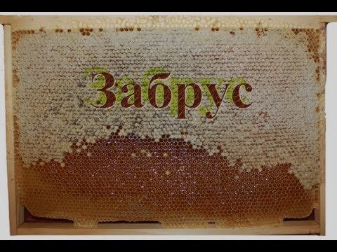 Видео: ЗОЖ..... ЗАБРУС - В НЁМ СИЛА ЖИЗНИ!!!