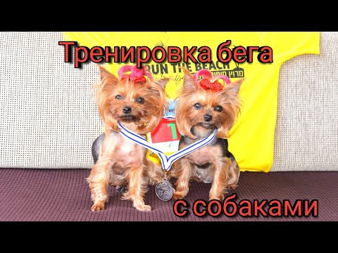 Видео: Тренировка с собаками